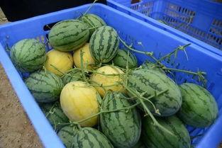 qq吃瓜群最新,最新热门话题大盘点