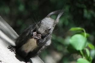 香山小松鼠吃瓜,香山小松鼠的夏日瓜果盛宴