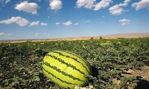 爆炸瓜可以吃吗,揭秘其安全性及食用指南