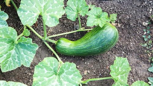 瓠瓜适合怎么吃,解锁健康美味新体验