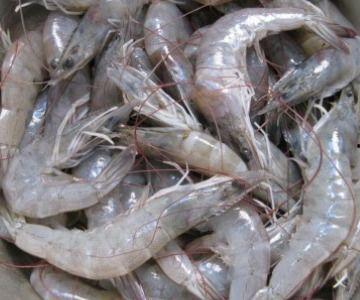 吃了虾可以吃瓜吗,揭秘同餐共食的饮食搭配之谜