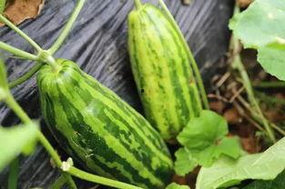 吃瓜人不吃瓜,揭秘“吃瓜人”不吃瓜的神秘面纱