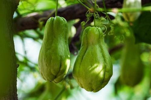 春天吃的瓜,时令美味尽享春意盎然